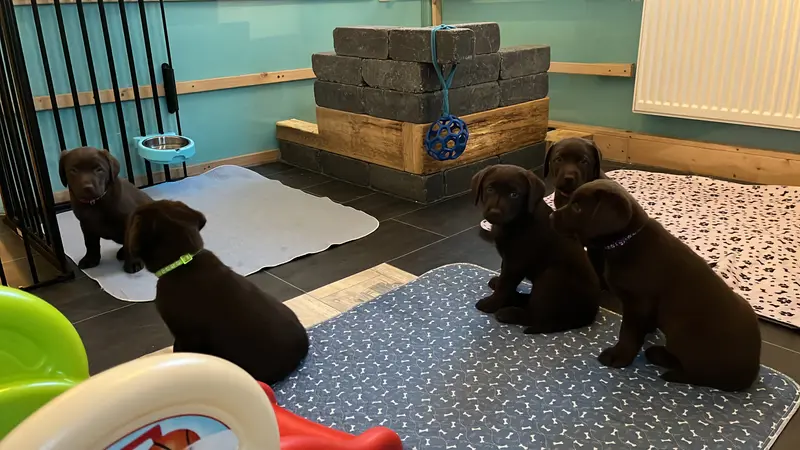 LABBIS VON DER KASTANIENALLEE – Labrador Retriever – Bild 2
