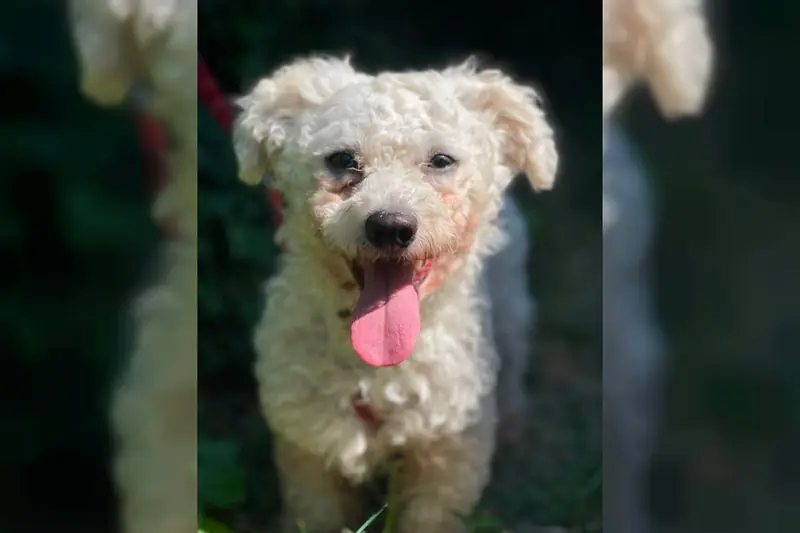 Teddy – Bichon Bolognese-Mischling – Фото 3
