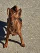 Regina's Minpin Mylady Mira gallery image 3