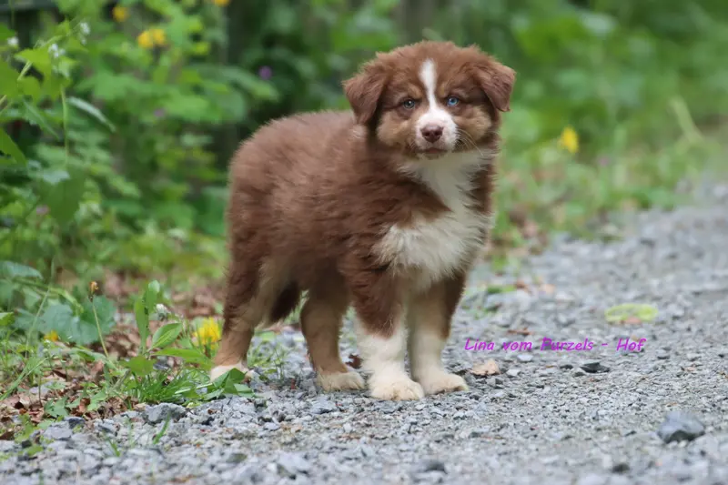 Lina – štěně Australian Shepherd – Foto 4