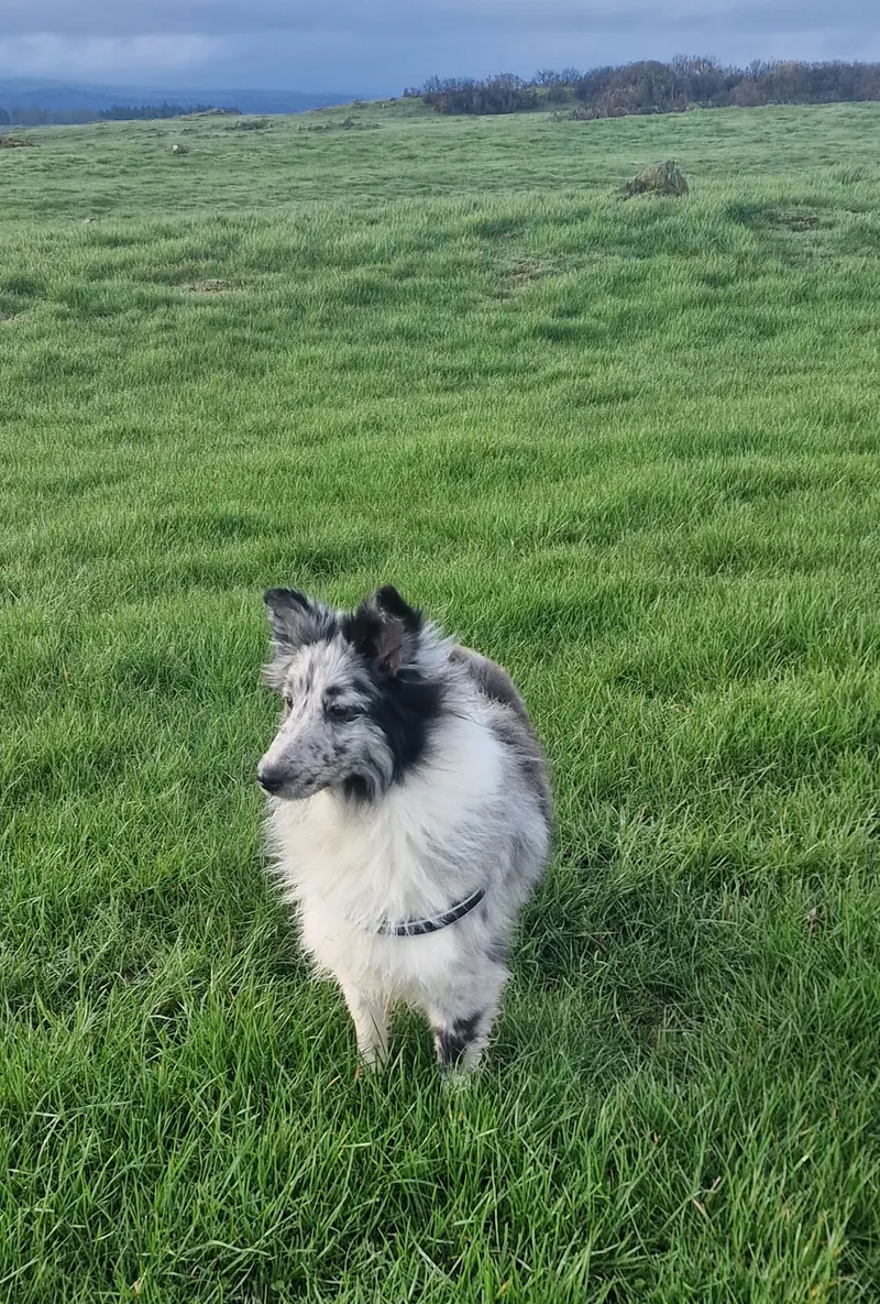 Nelly von Mühlenbach – Shetland Sheepdog – Photo 4