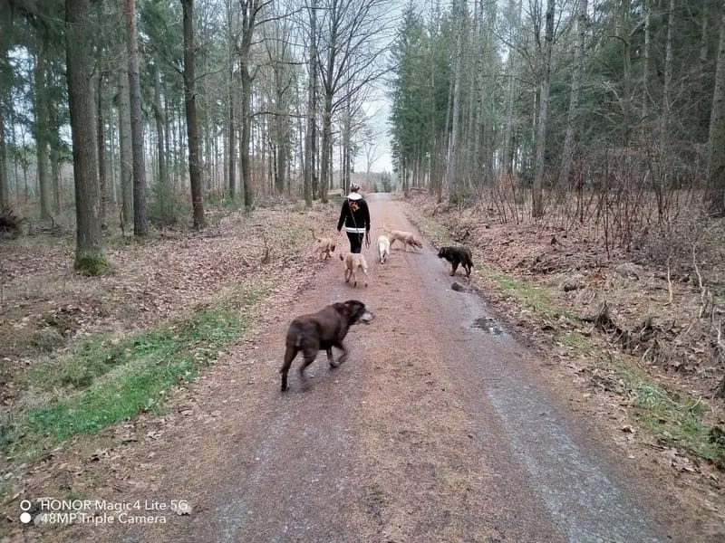 Labradorzucht "von Simones treuen Seelen" gallery image 2