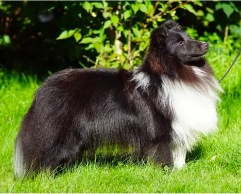 Delilah von Hauschteckslust – Shetland Sheepdog – Foto 3