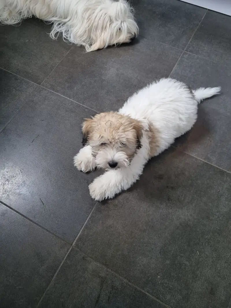 Jace lieber Coton de Tulear Welpe gallery image 4
