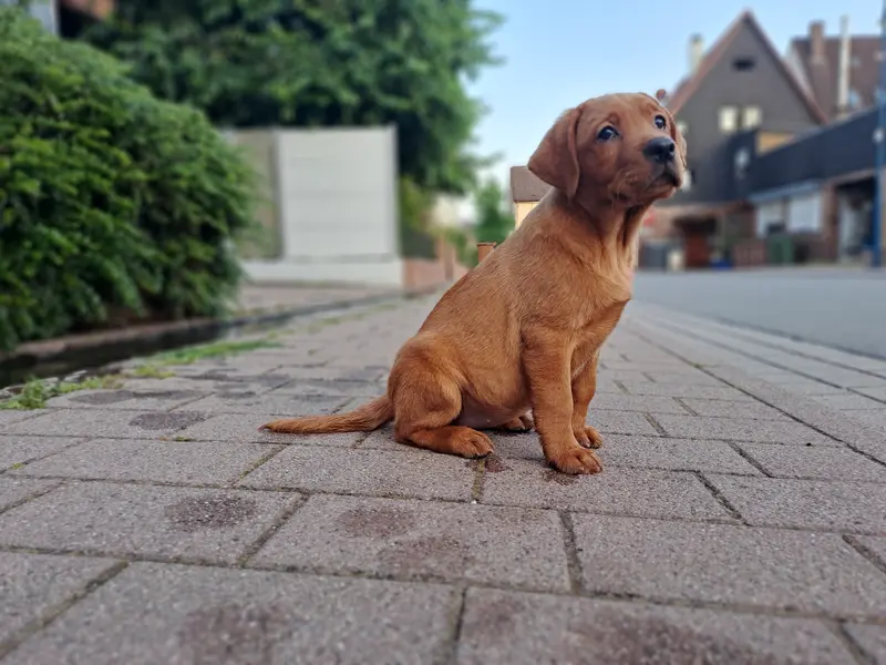 Labradore vom Reichartshäuser Hof – Labrador Retriever – Bild 3