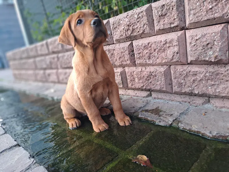 Labradore vom Reichartshäuser Hof – Labrador Retriever – Bild 2
