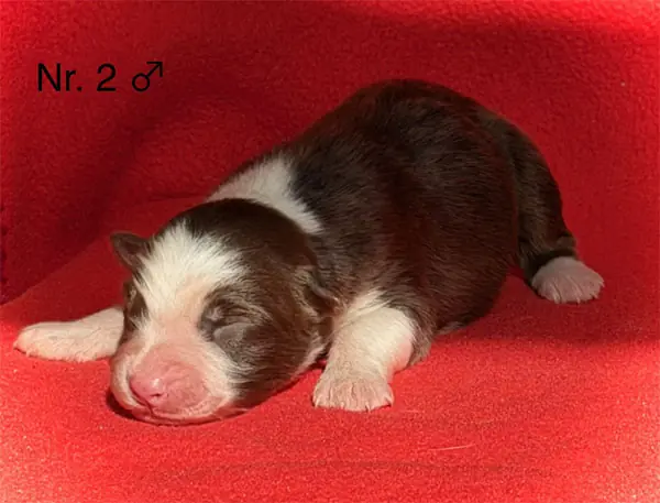 Elmo – Australian Shepherd – Foto 2