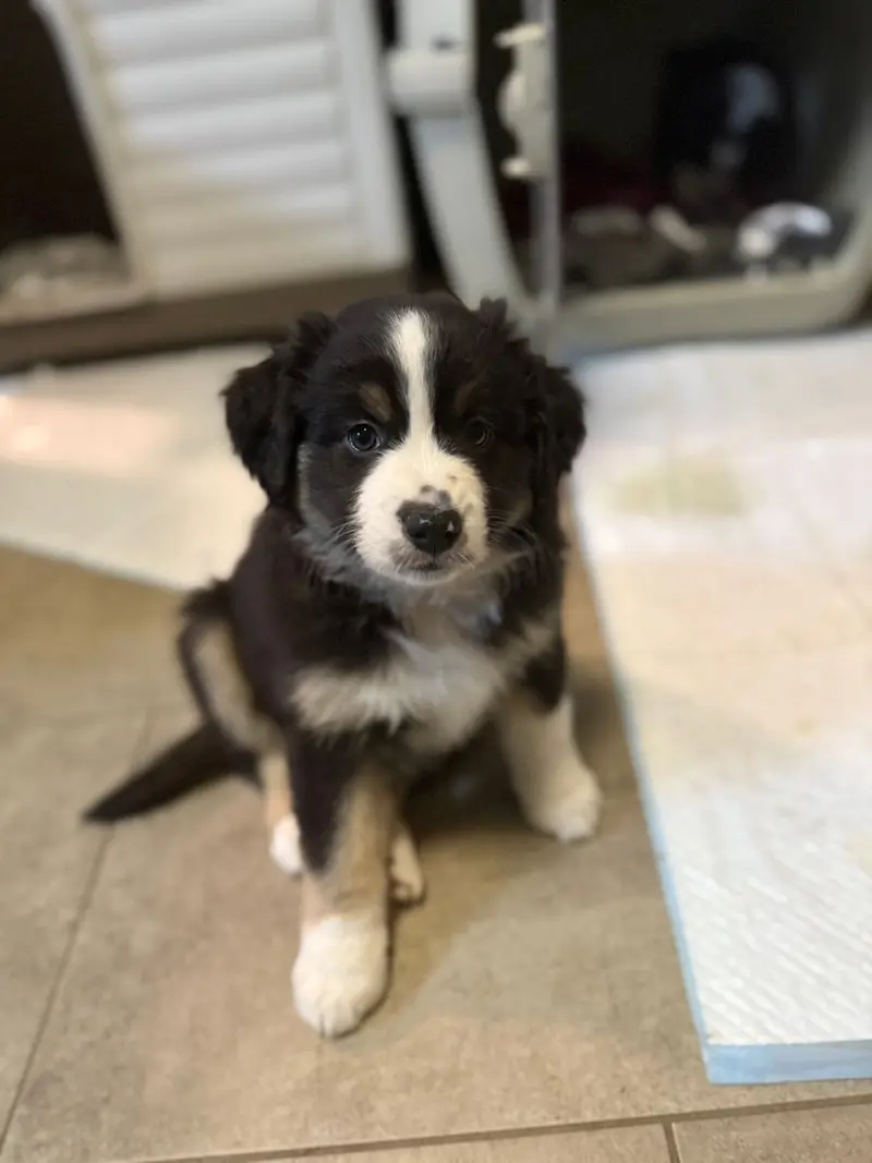 Wunderschöne Mini Australien Shepherd Welpen suchen noch ihr Zuhause – štěně Australian Shepherd – Foto 2