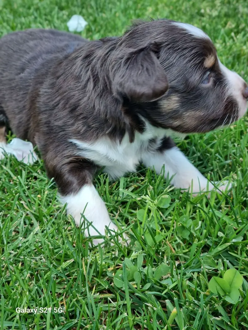 Welpe – Australian Shepherd Welpe – Bild 3