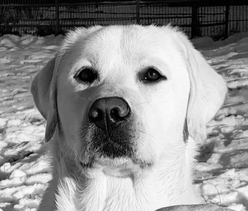 Multichampion weißer Labrador Deckrüde gekört Rö. 0/0 GRSK gen. 210 fach 0/0 – štěně Labrador Retriever – Foto 2