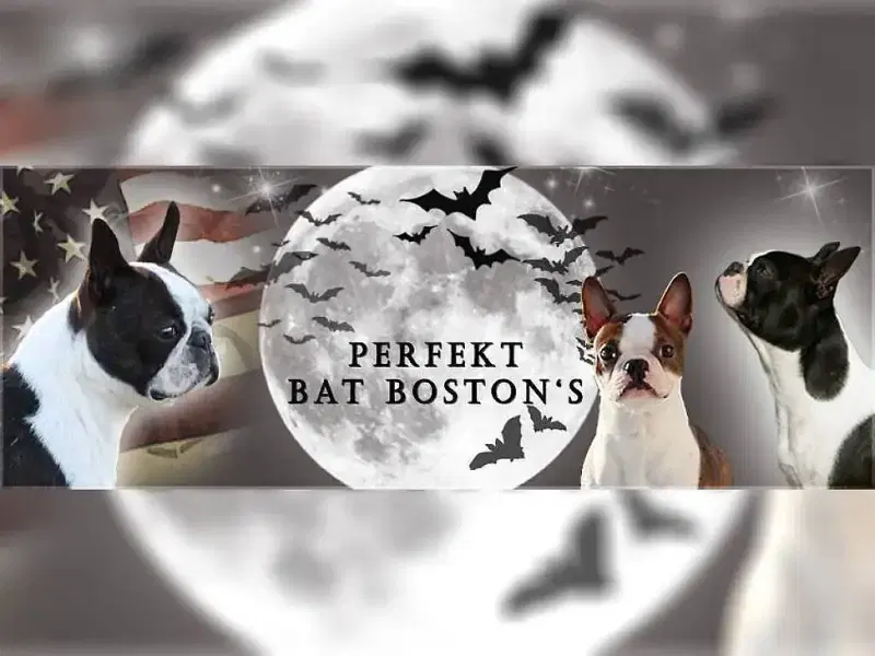 Perfekt Bat Boston's