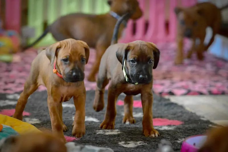 Mapacha Kalles Rhodesian Ridgeback gallery image 2