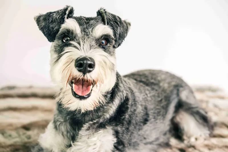 Zwergschnauzer – Hunderasse
