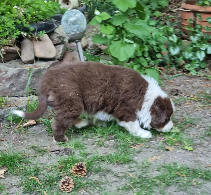 Australian shepherd reinrassig – Australian Shepherd Pup – Foto 2