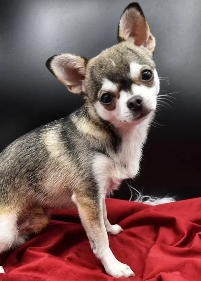 Cleopatra – štěně Chihuahua – Foto 2