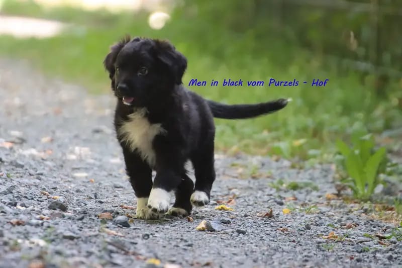 Men in black – щенок Australian Shepherd – Фото 3