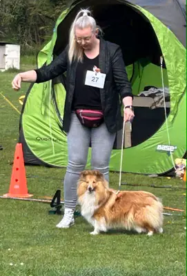 Kalea of Wonderful Smile – Shetland Sheepdog – Foto 3