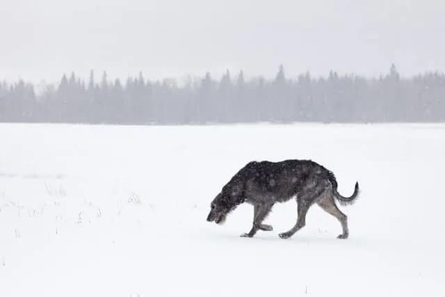 Irish Wolfhound – Hunderasse