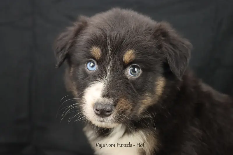 Vaja – Cucciolo di Australian Shepherd – Foto 3