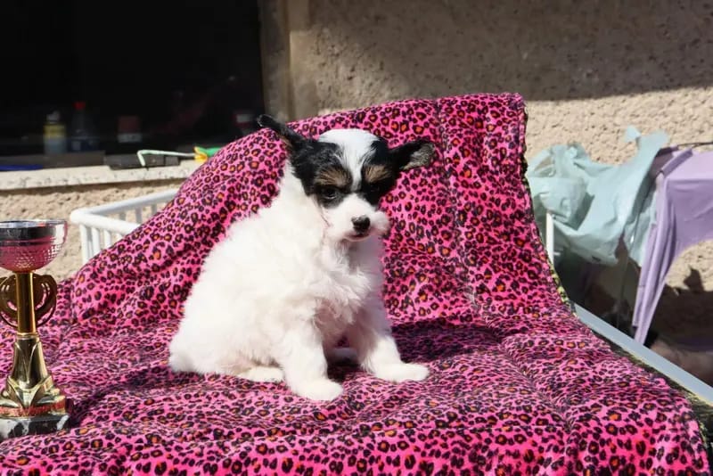 Chinese Crested Welpen gallery image 3