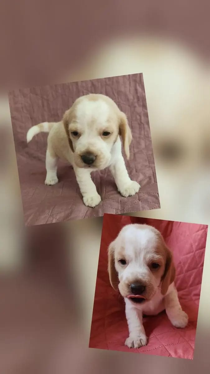 Beagle Welpen mit Papieren Reinrassig gallery image 2
