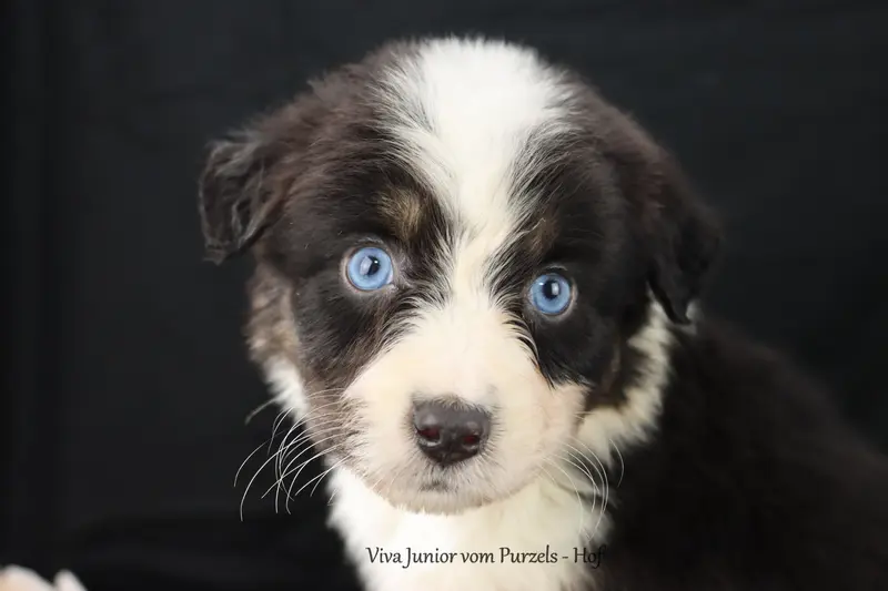 Viva Junior – Australian Shepherd hvalp – Billede 4