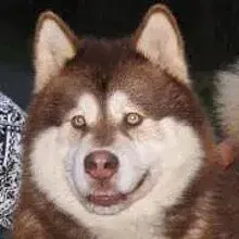 of Timber Kennel