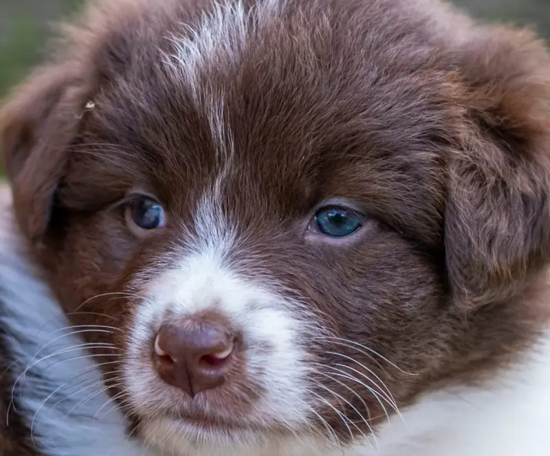 Wally – Australian Shepherd – Foto 3