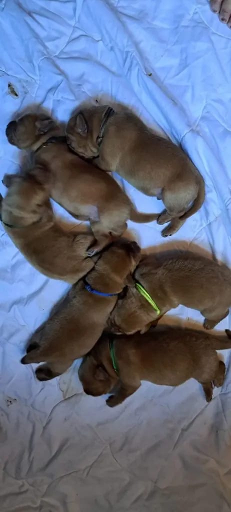 Räva – Labrador Retriever – Bild 3