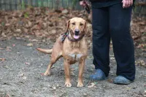 Murphy – Jagdhund-Mix – Billede 3