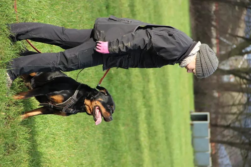 Rottweiler vom Blasheimer Markt gallery image 2