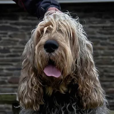 Otterhund – Hunderasse