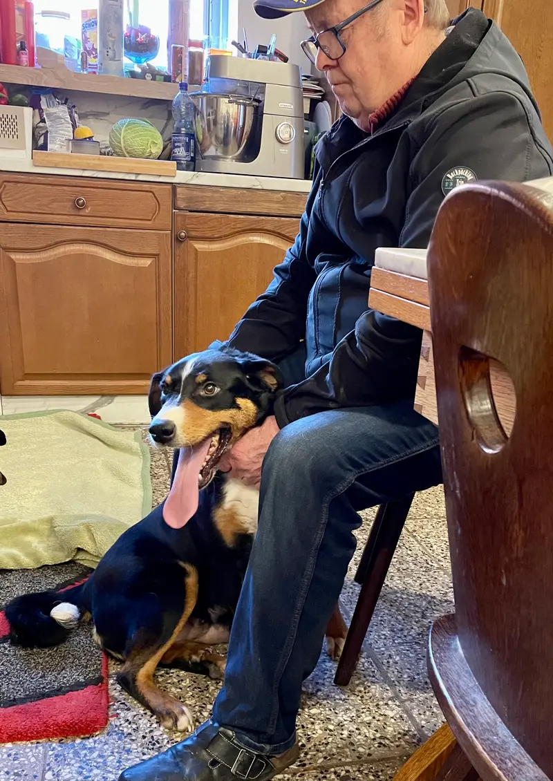 Queeny – štěně Appenzeller Sennenhund – Foto 2