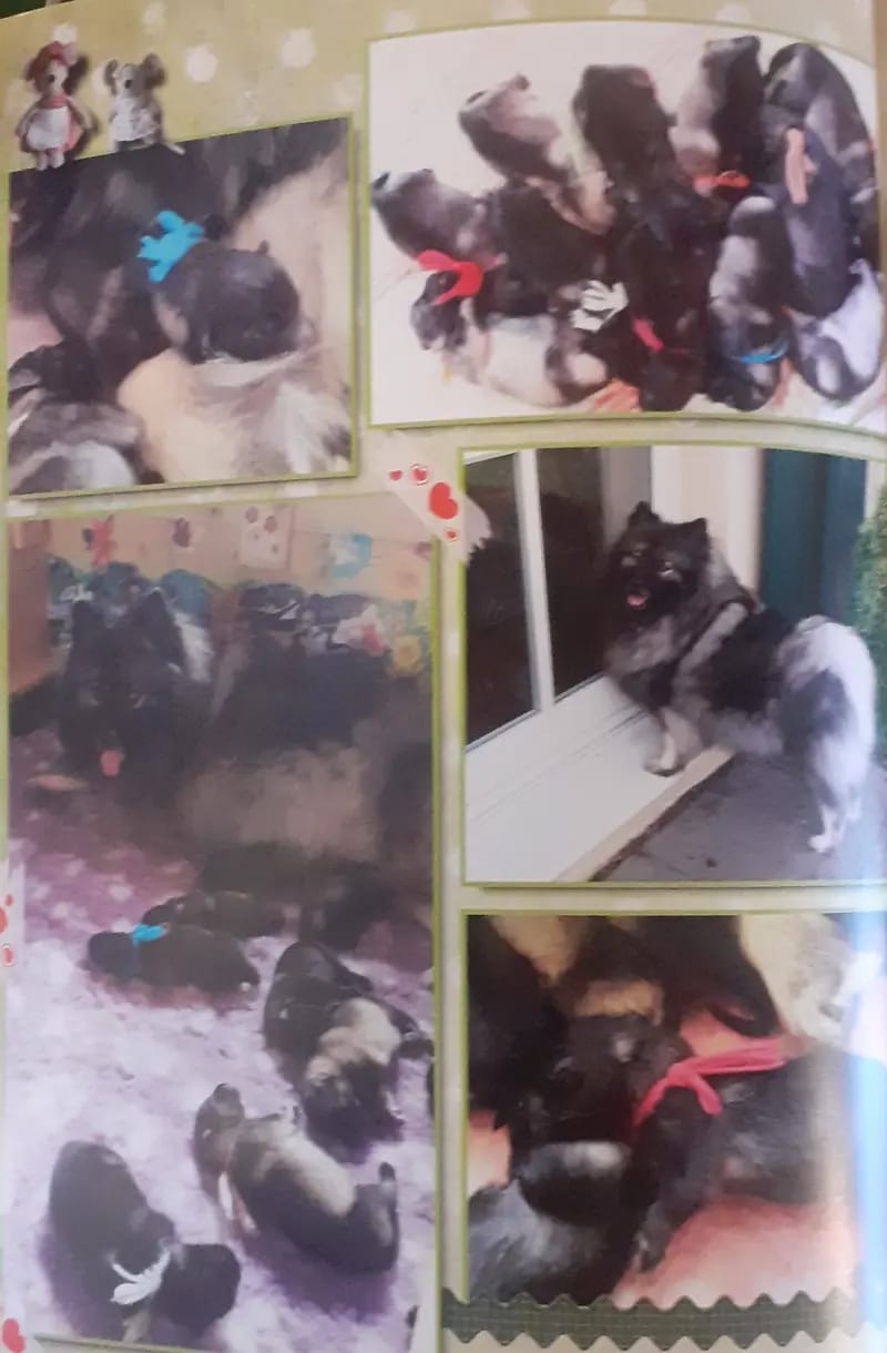 Despinas Zauberwölfe Wolfsspitzzucht gallery image 2