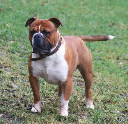 Old English Bulldog – Hunderasse