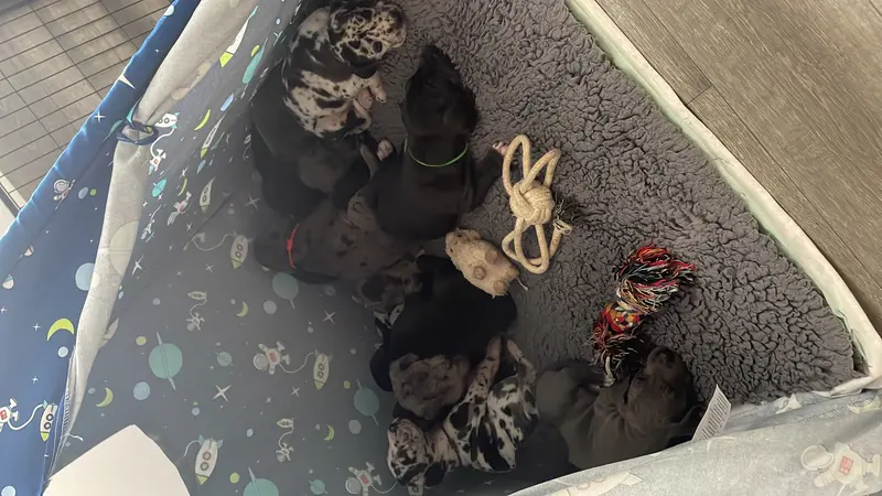 von der Edelruh – Deutsche Dogge – Foto 3