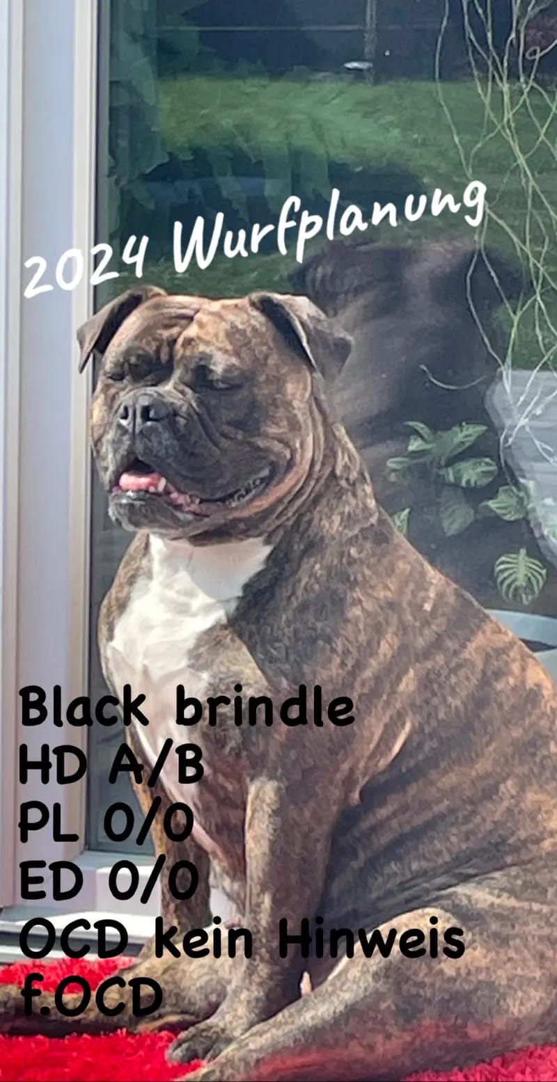 Bulldoggen von der Rudolfshöhe gallery image 2