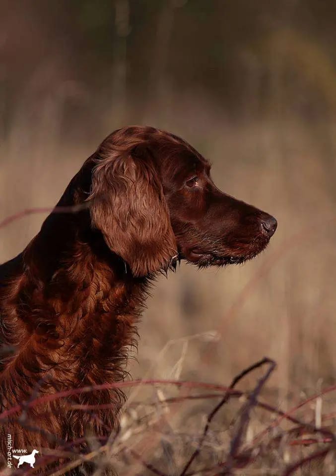 Irish red Setter "fighting irish´s" gallery image 3