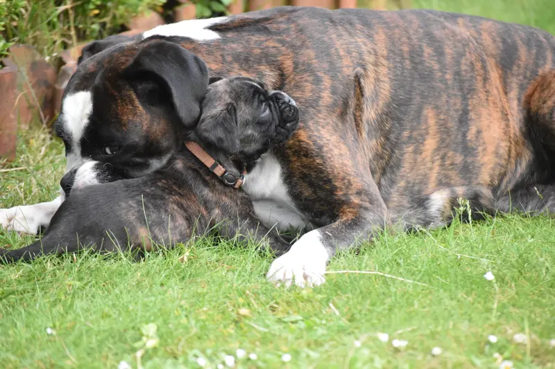 vom Ammerländer Gulfhof – Deutscher Boxer – Фото 3