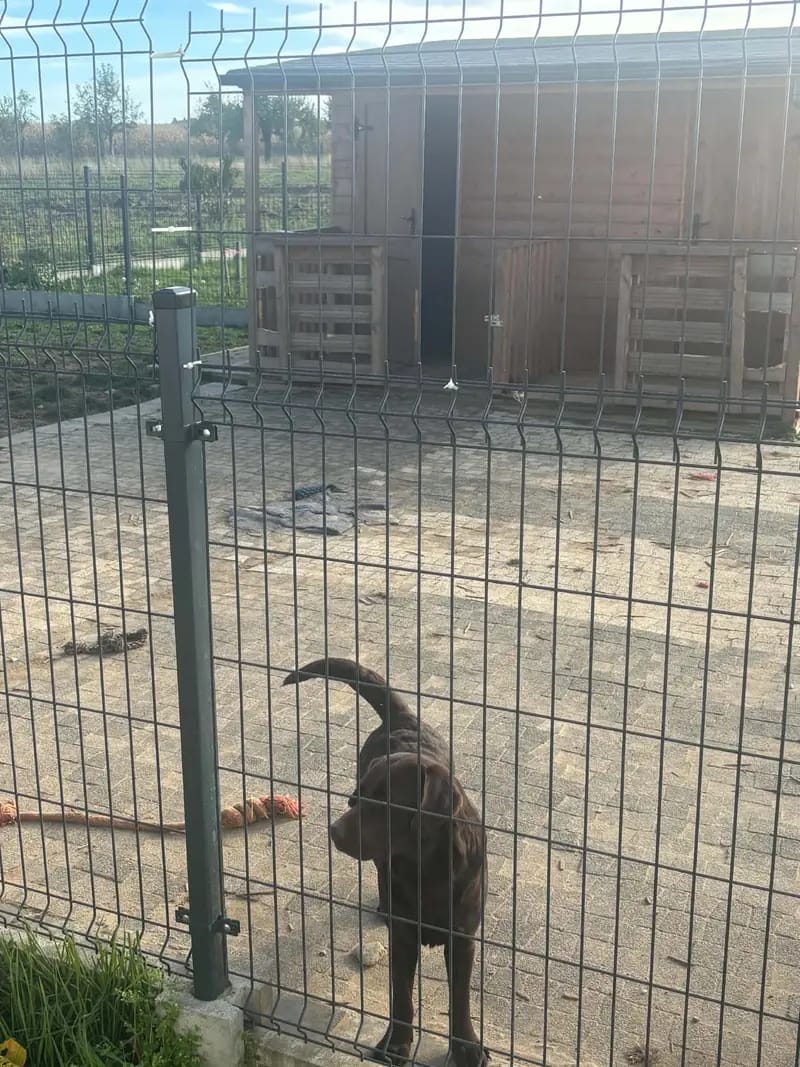 Margo's Land FCI – Labrador Retriever – Zdjęcie 4