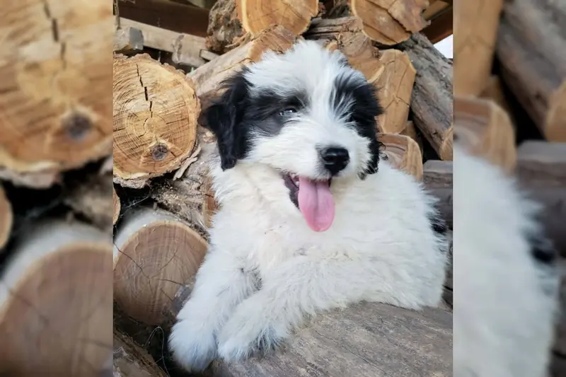 Lotte – Unbekannt (evtl. Hütehund-Mix) – Фото 4