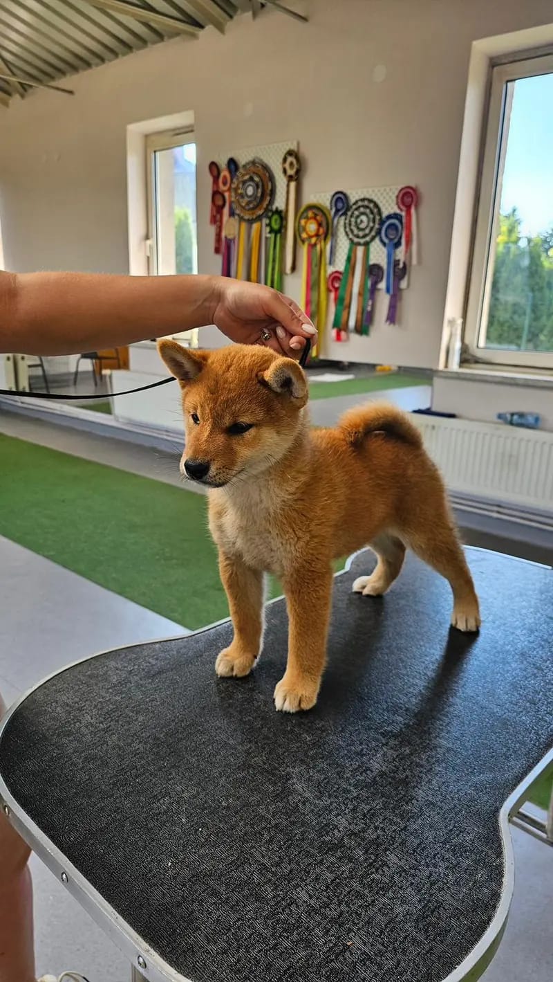 AME NO KOE AGGAYU Go Respect the Shiba gallery image 2