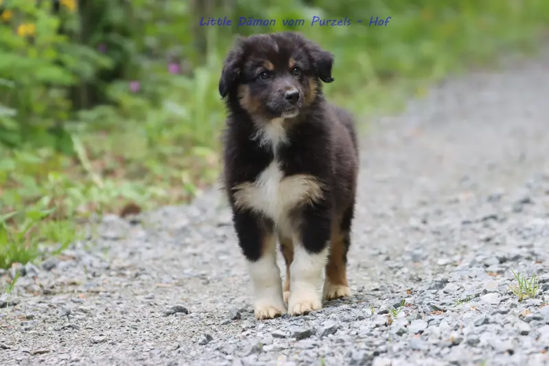 Little Dämon – Szczeniak rasy Australian Shepherd – Zdjęcie 4