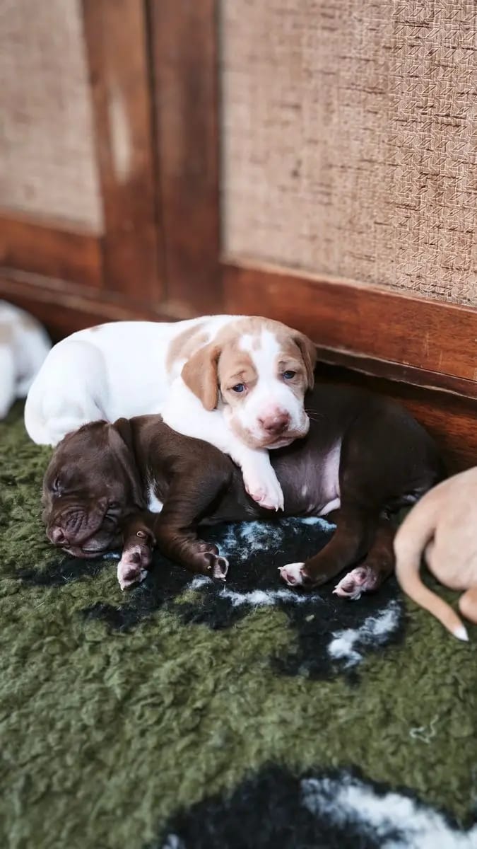 Magyar Vizsla Puppy – Photo 3