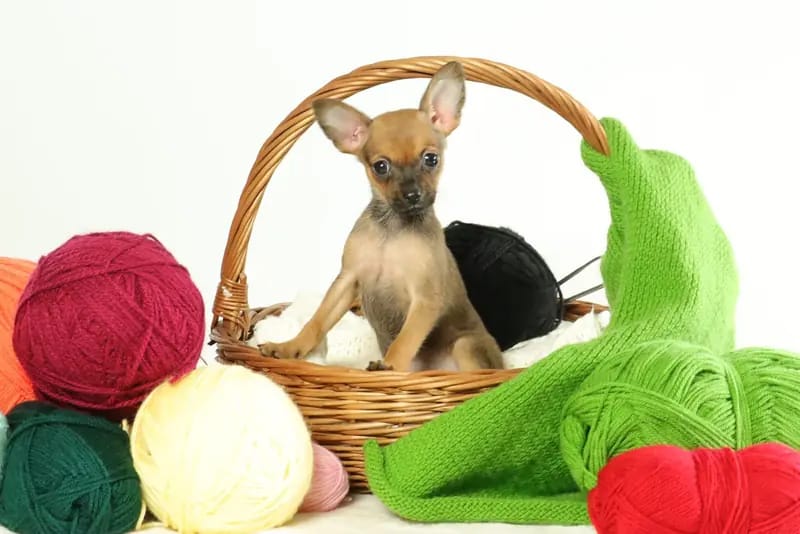Štěně Russkiy Toy (Kurzhaar) – Foto 2