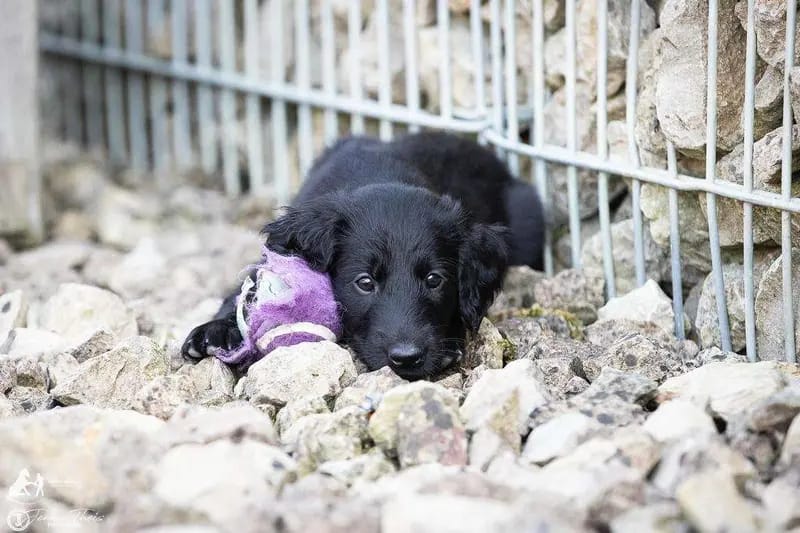 Flat Coated Retriever von Equinox gallery image 2