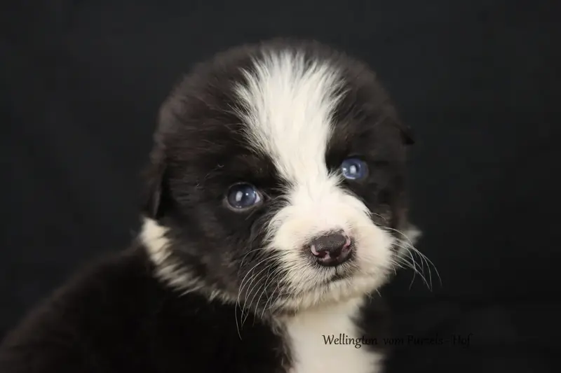 Willington – Australian Shepherd hvalp – Billede 2