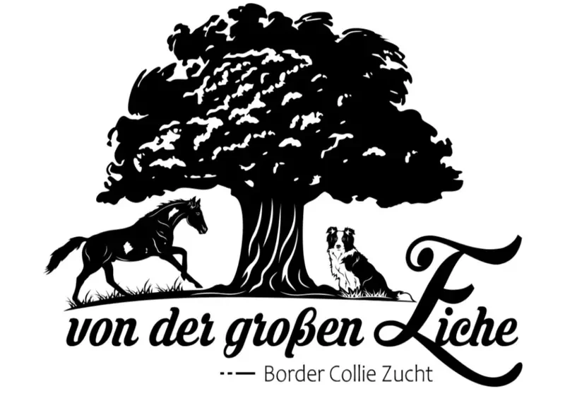 Border Collie „von der großen Eiche” main gallery image