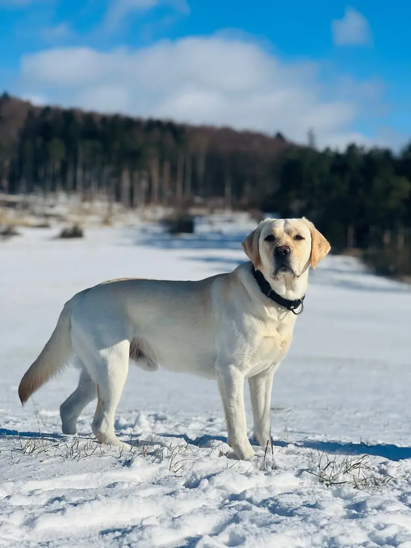 Deckrüde – Labrador Retriever hvalp – Billede 3