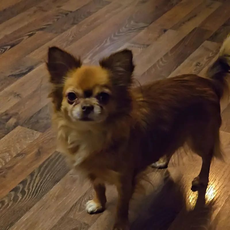 Chihuahua Hündin in Langhaar sucht Dich. gallery image 3